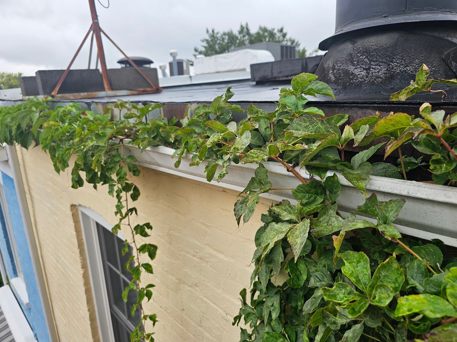 Beautiful view of Apartment Project Roof Vine Reuse Pattern Experience