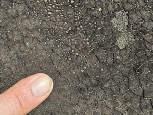 Modified Bitumen Roof Coatings - Part II