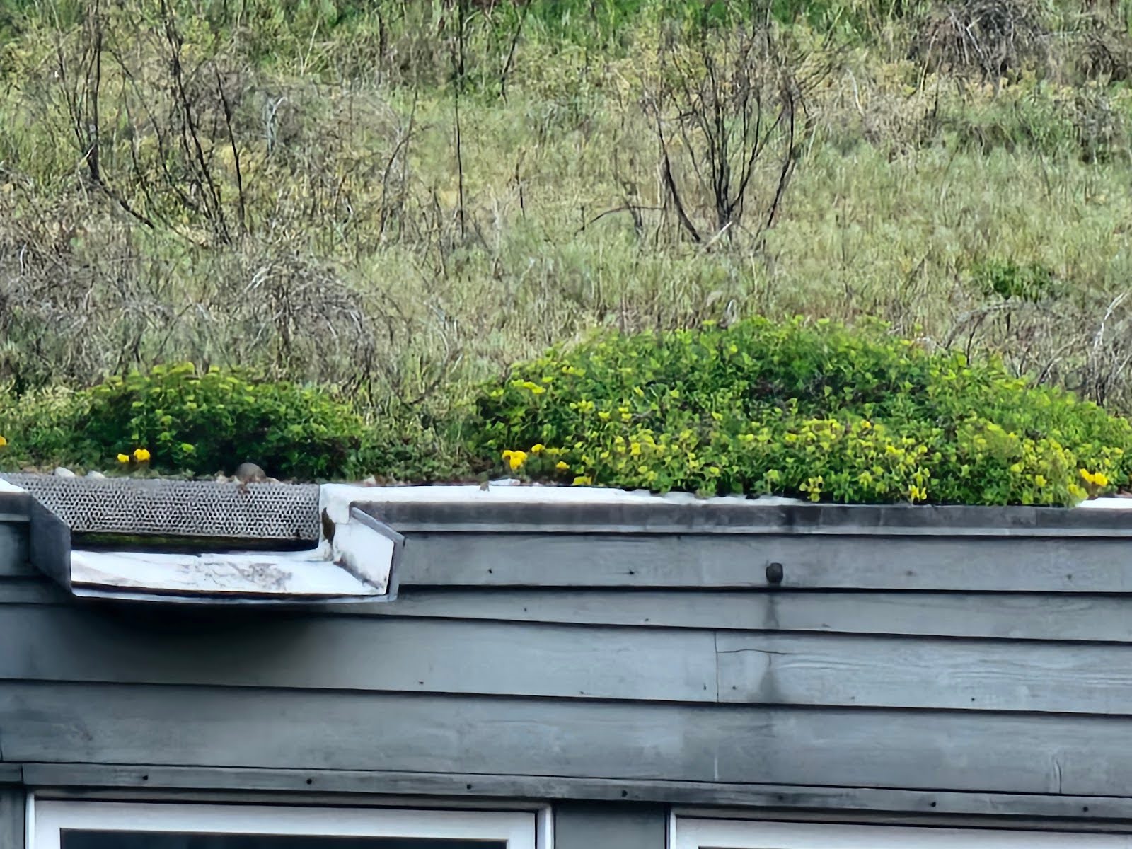 Low-Slope Green Roofs - Part II