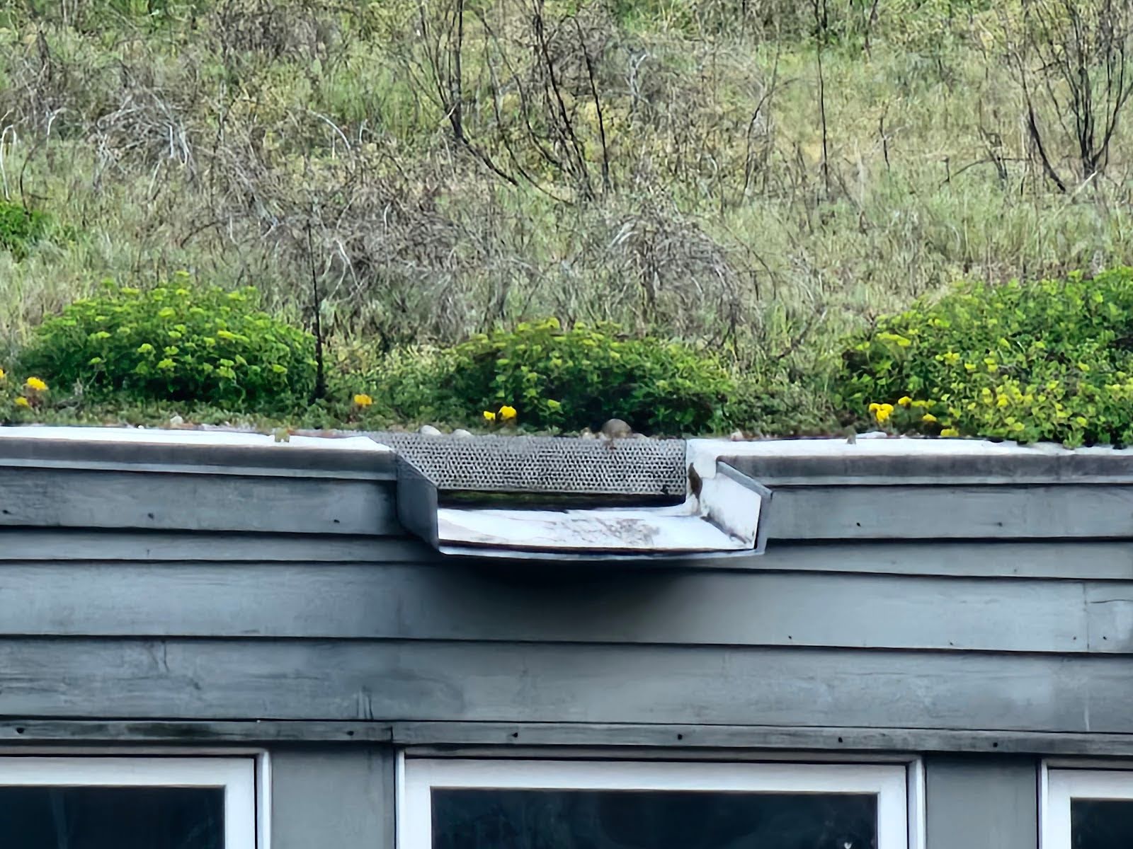 Low-Slope Green Roofs - Part II 2 membrane and not as a waterproofing element