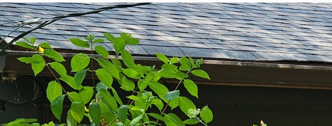 eave of a residential shingle roof