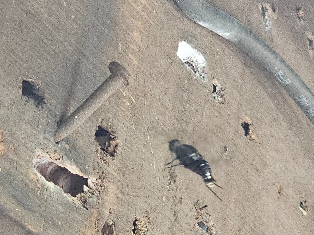 carpenter bee flying outside of one of these holes