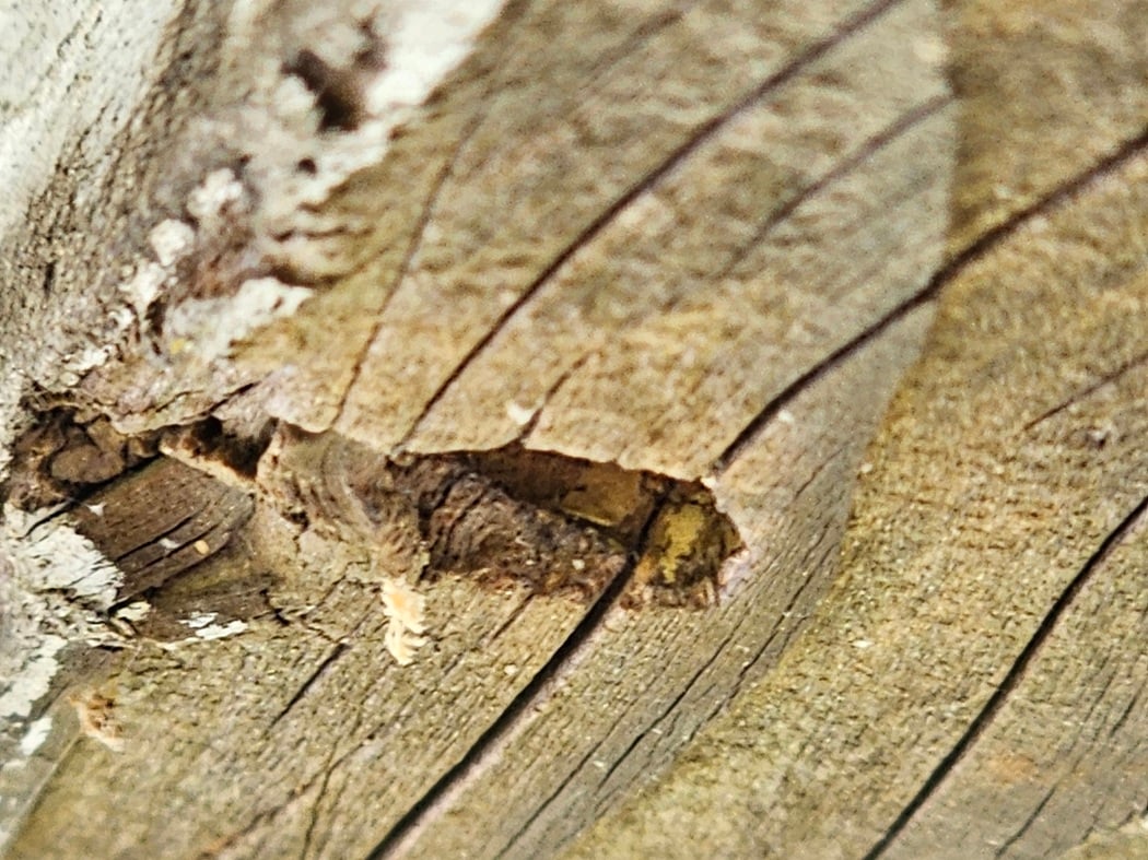 damage caused both by excessive moisture exposure and by insects