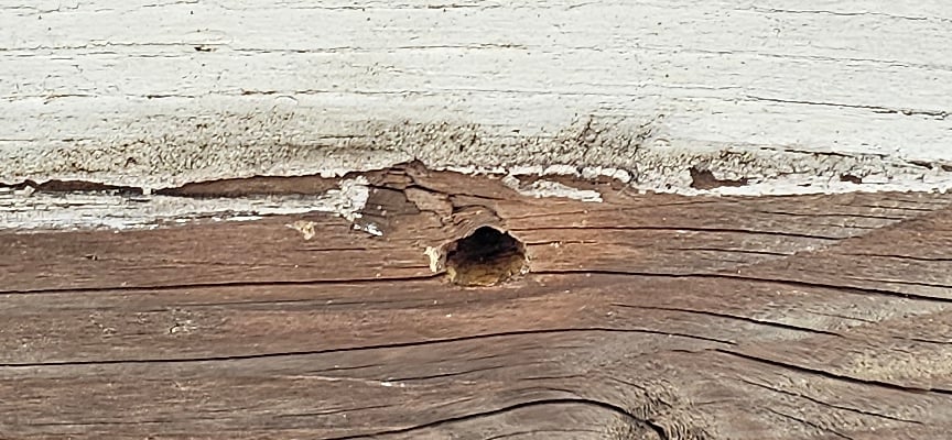 A dry rotted area of the plywood soffit is shown