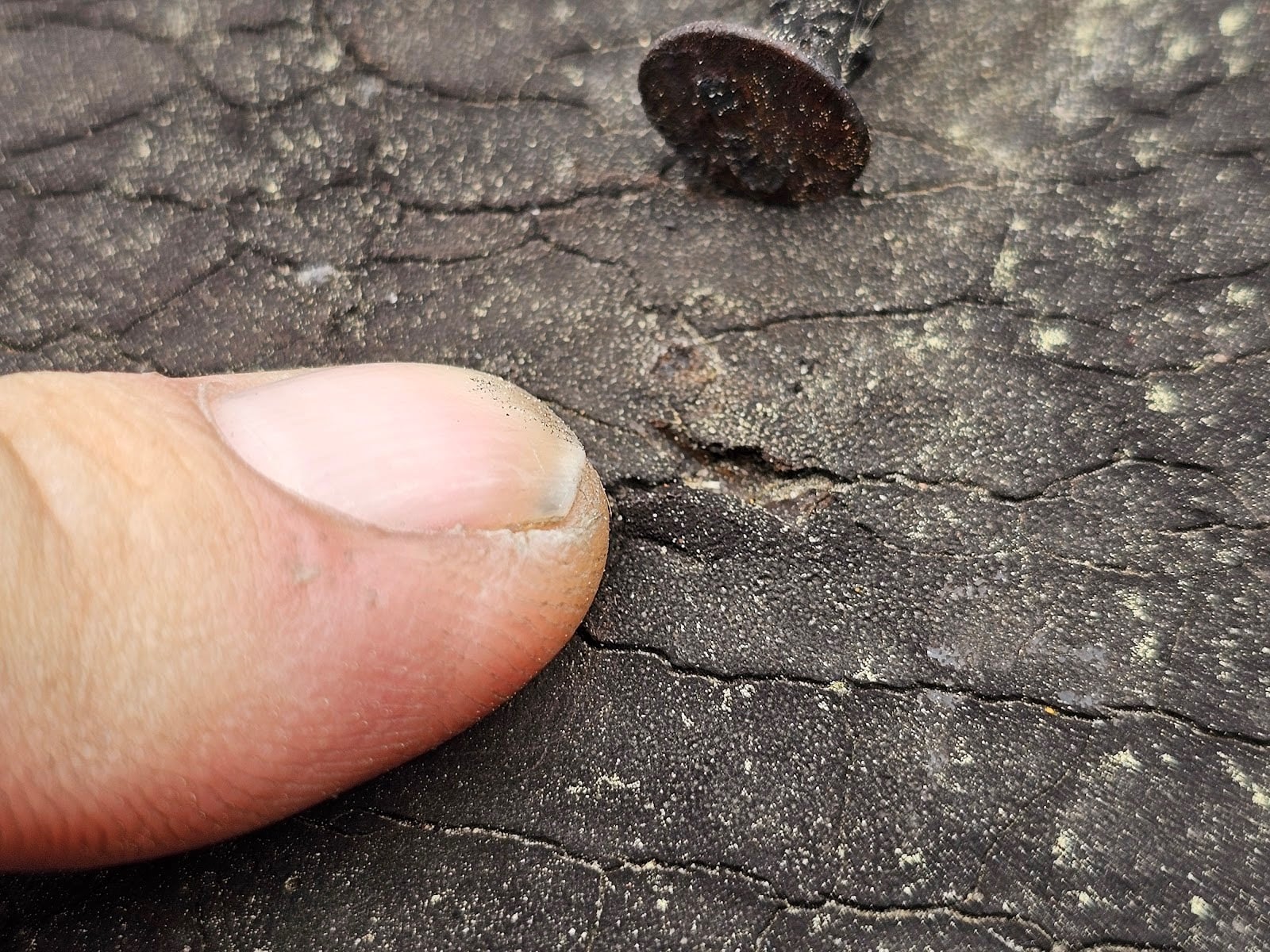 Close-up of roof shingles damaged by garbage and debris buildup
